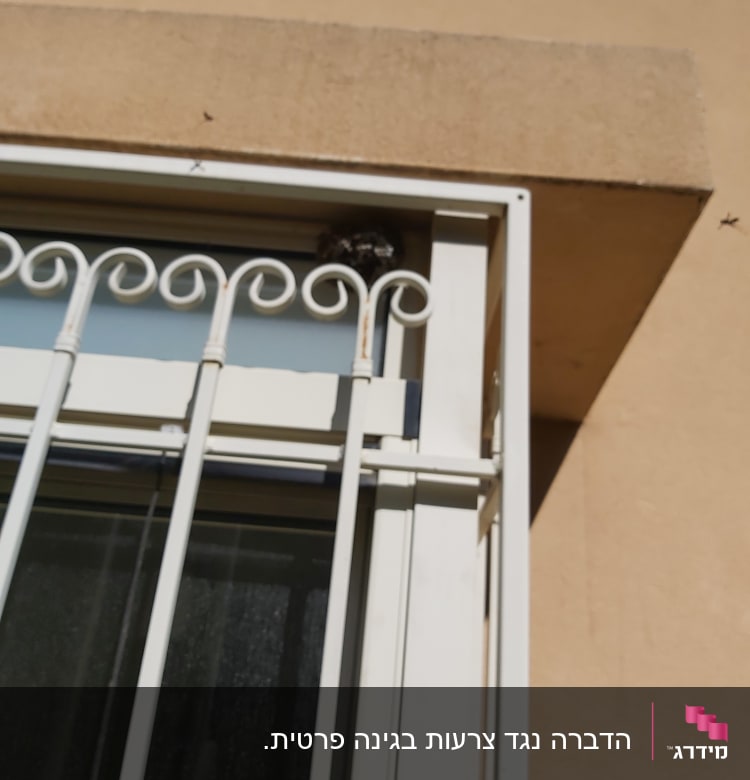 קן צרעות בפינת חלון עם סורגי מתכת